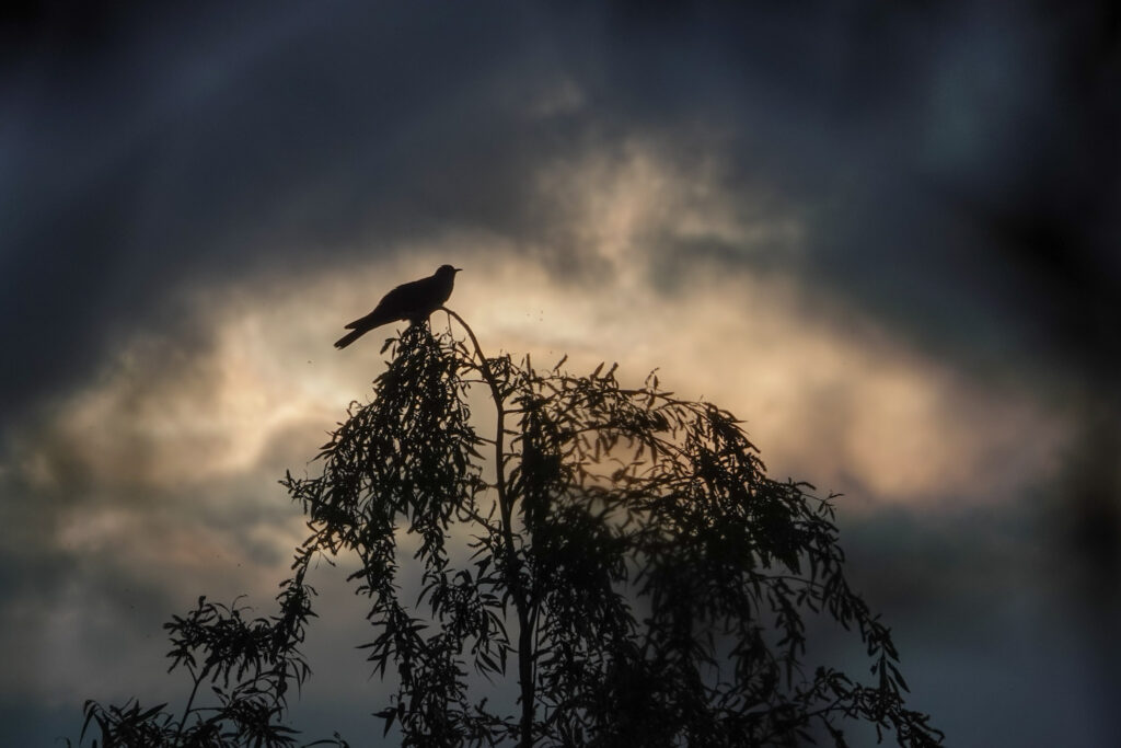 photo of cuckoo sitting on top of a tree. With dark sky in background. light spot in clouds backlighting the cuckoo so only silhouette is visible
