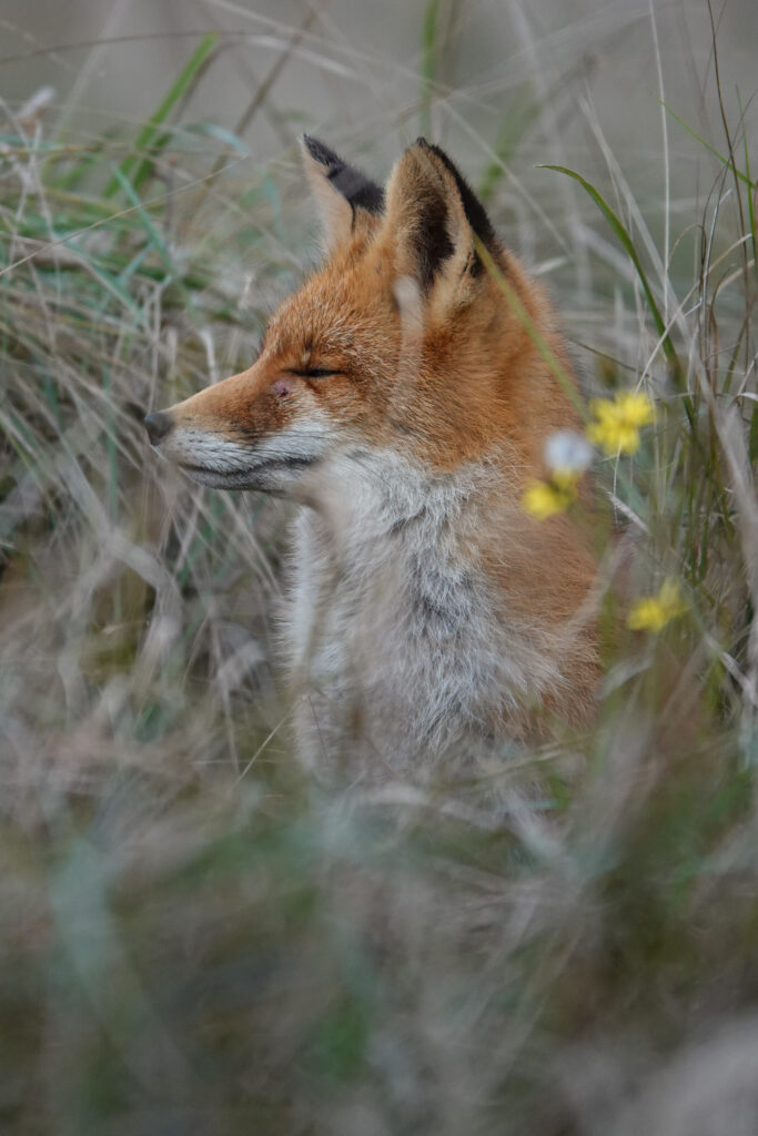 photo of a red fox sitting in tall grass (light green and beige) in the dunes. Little yellow flower is visible. Eyes closed looking towards the left of the frame.