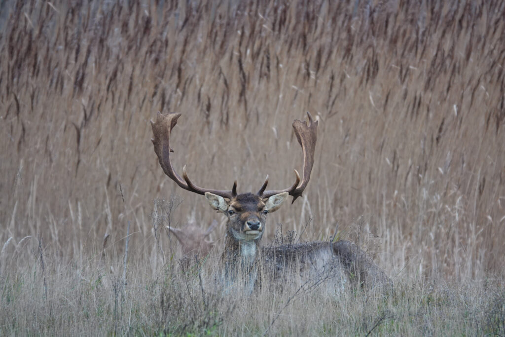 Male deer looking towards camera. Stand in tall grass, with field of reed in background.