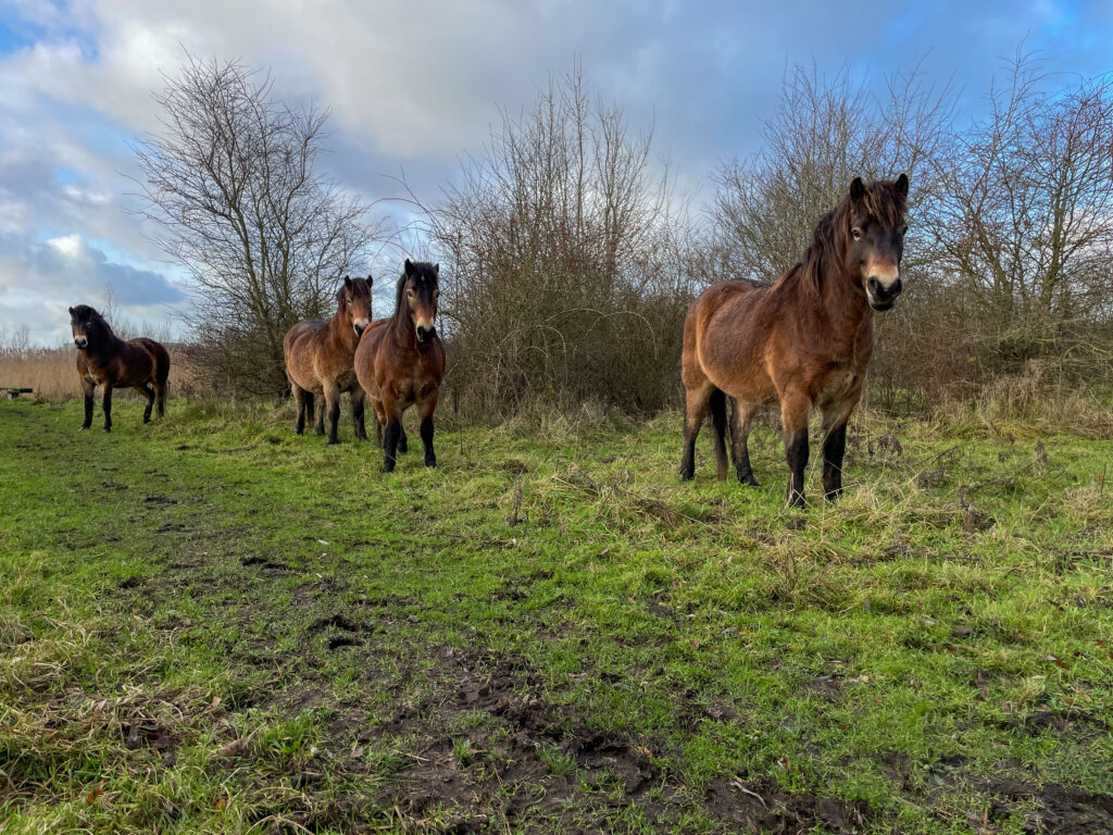 Band of four Exmoor ponies in Amsterdamse Bos. Standing on gras surrounded with bushes.