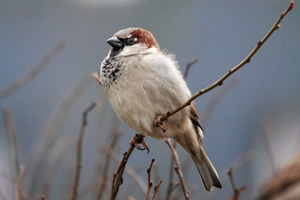 House sparrow on top of a bush in Riga during winter