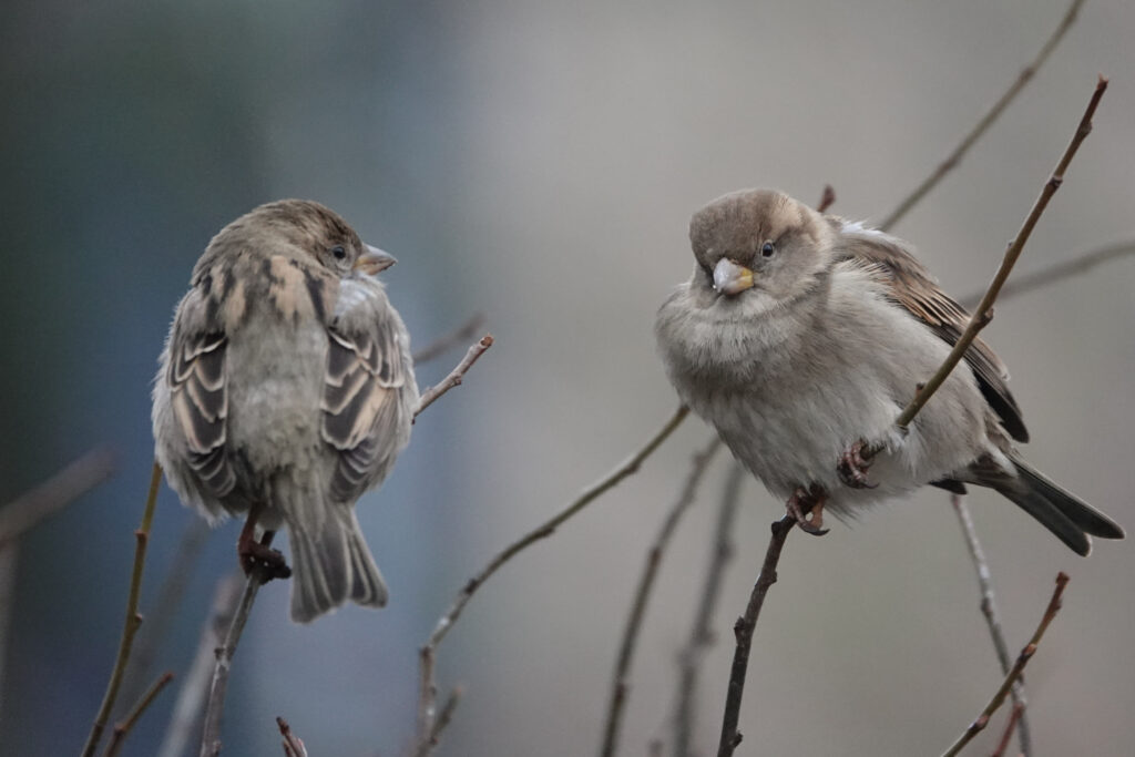 Two house sparrows on top of bush in Riga during winter