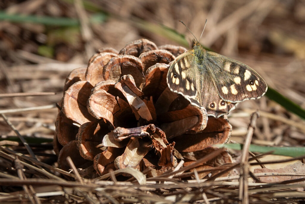 Speckled wood butterfly resting on a pine.