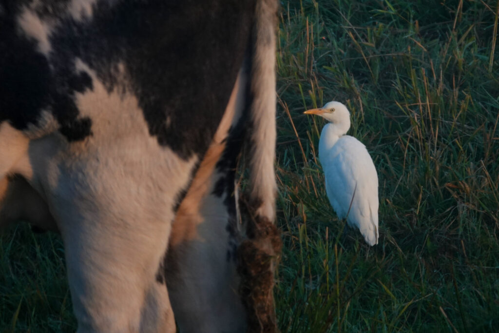 cattle egret sitting at the back end of a cow in the early morning