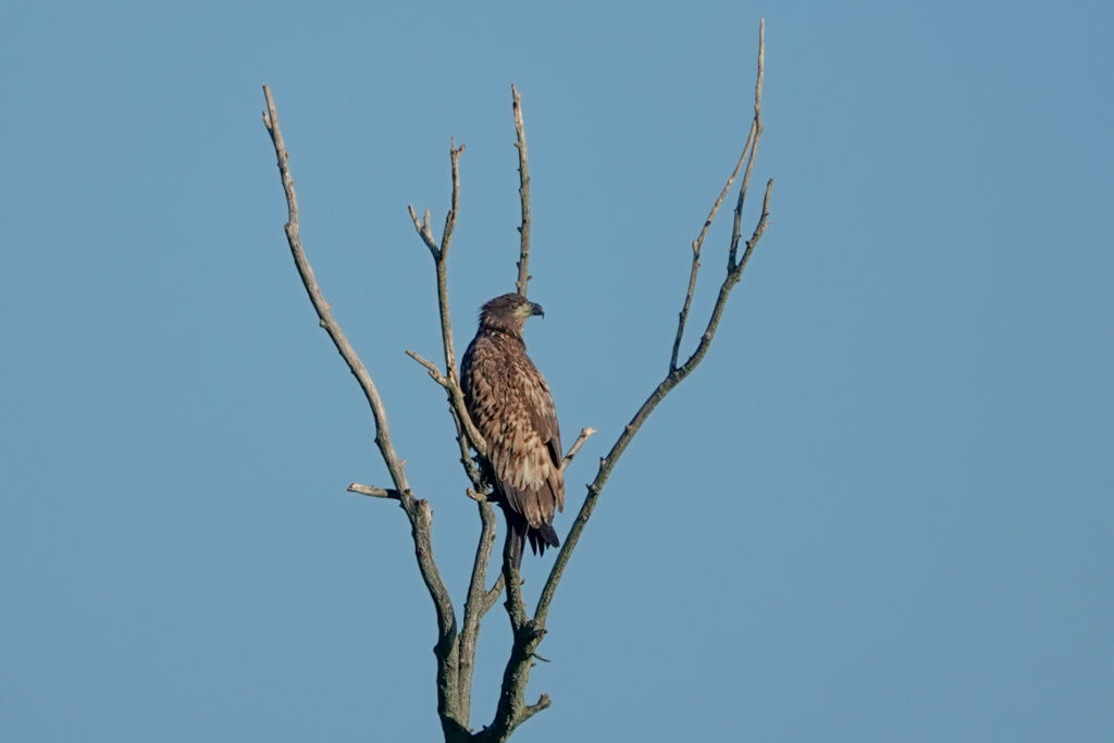 White tailed eagle in a bare tree