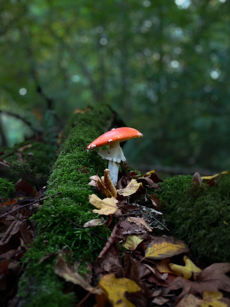 red white mushroom on logs coverd with moss