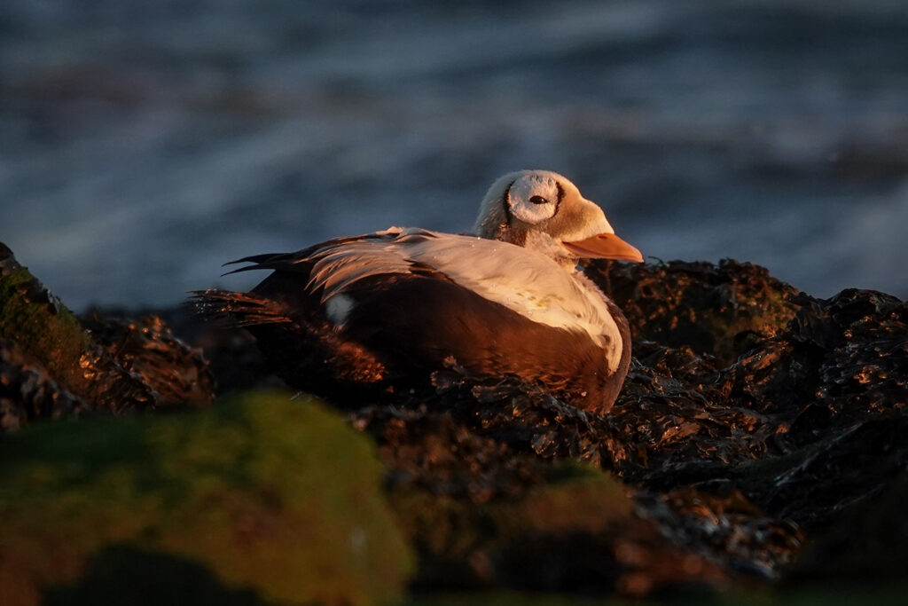 Spectacled Eider at Texel in 25 December 2025. Sitting near shoreline in th